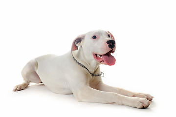 Image showing dogo argentino