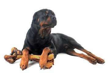 Image showing rottweiler