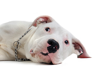 Image showing young dogo argentino