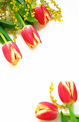 Image showing Red with yellow tulips and mimosa on a white 