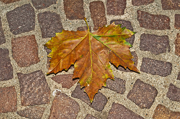 Image showing autumnal painted leaf on cobblestone