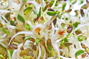 Image showing alfalfa-sprouts