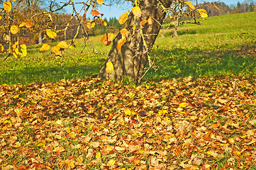 Image showing autumnal painted leaves on a meadow