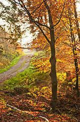 Image showing autumnal painted forest with way