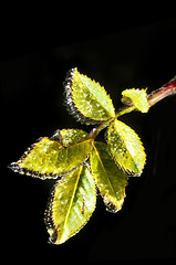 Image showing leaf with ice