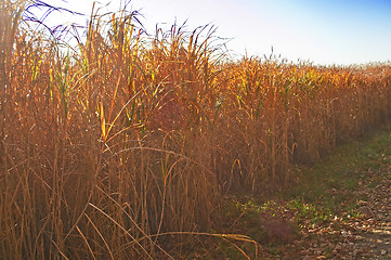 Image showing switch grass