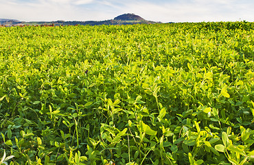 Image showing field with green manure