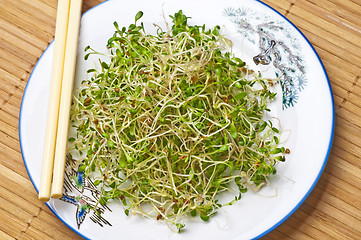 Image showing sprouts