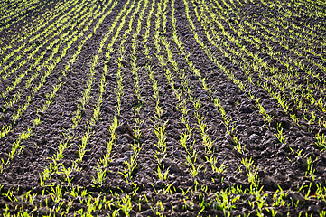 Image showing winter wheat 