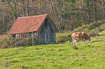 Image showing cow with old barn