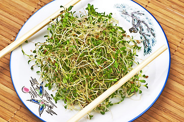 Image showing sprouts