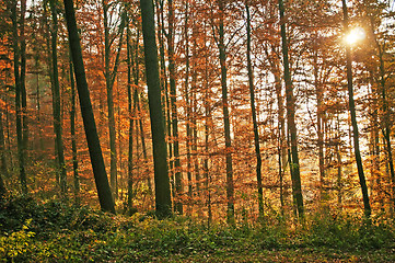 Image showing autumnal painted forest 