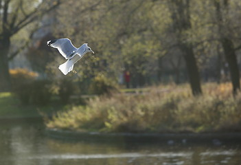 Image showing gull