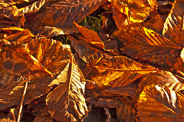 Image showing autumnal colored leaves