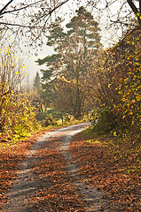 Image showing autumnal painted forest with way