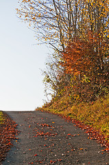 Image showing autumnal painted forest with way