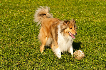 Image showing  Collie with ball