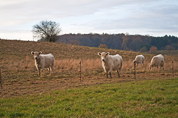 Image showing galloway ox