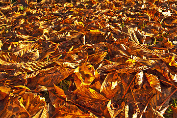 Image showing autumnal colored leaves