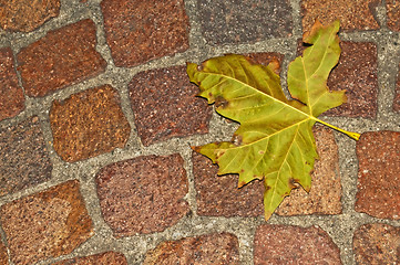 Image showing autumnal painted leaf on cobblestone