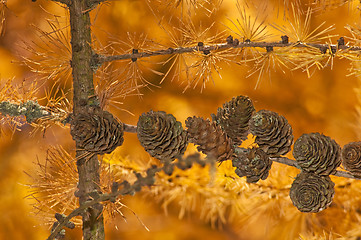 Image showing larch in autumnal color