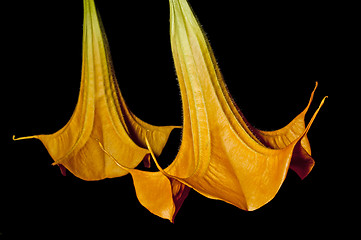 Image showing Bloom of Brugmansia