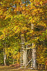 Image showing stand in autumnal painted forest