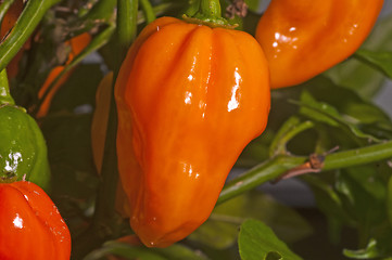 Image showing Chili Naga Jolokia