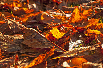 Image showing autumnal colored leaves