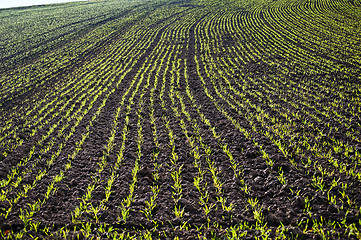 Image showing winter wheat 