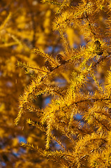 Image showing larch in autumnal color