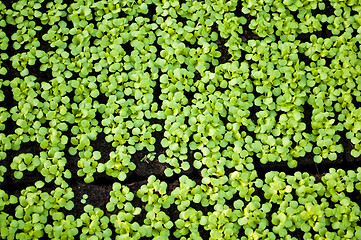 Image showing seedlings of field salad