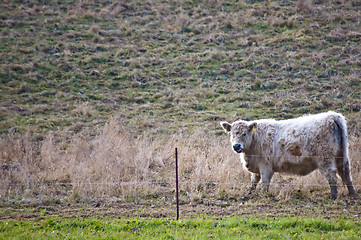 Image showing galloway ox