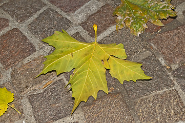 Image showing autumnal painted leaf on cobblestone