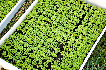 Image showing seedlings of field salad