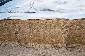 Image showing silage fodder