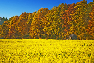 Image showing field of mustard with autumnal painted forest