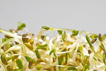 Image showing alfalfa-sprouts
