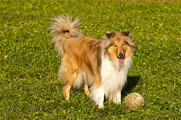 Image showing  Collie with ball