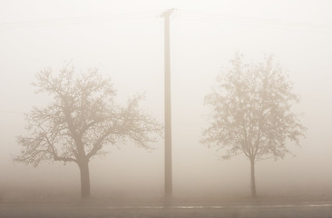 Image showing trees in fog