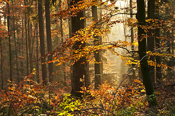 Image showing autumnal painted forest 