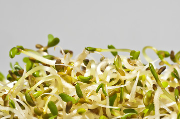 Image showing alfalfa-sprouts