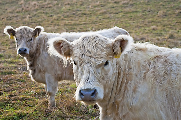 Image showing galloway ox