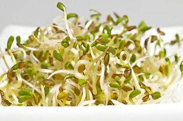 Image showing alfalfa-sprouts