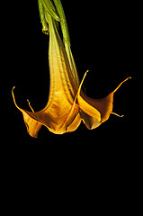 Image showing Bloom of Brugmansia