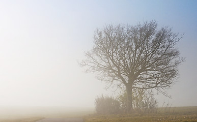 Image showing descending fog in autumn