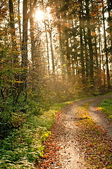 Image showing autumnal painted forest 