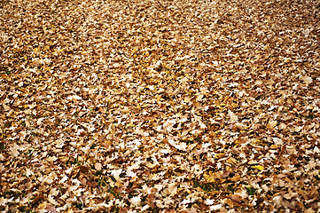 Image showing autumnal colored leaves