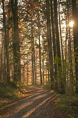 Image showing autumnal painted forest 