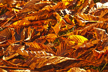 Image showing autumnal colored leaves